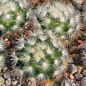 Preview: Mammillaria laui var. subducta LAU1222